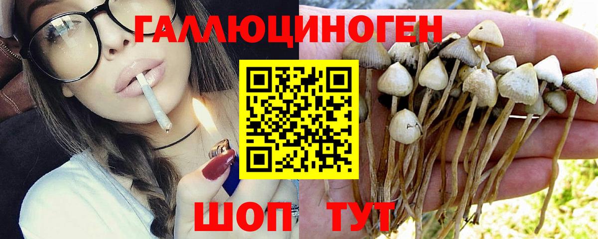 Псилоцибиновые грибы Cubensis Кулебаки